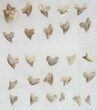 Associated Squalicorax Teeth With Fossil Skin - Kansas #42976-3